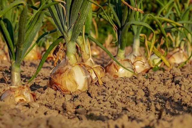 Jak zakwasić ziemię w ogrodzie?