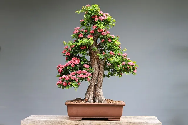 Co to drzewko szczęścia bonsai?
